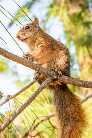 Portrait of a squirrel sitting on a branch of a pine treeの写真素材