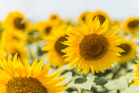 Sunflower field in Thailand. (Helianthus annuus)の写真素材