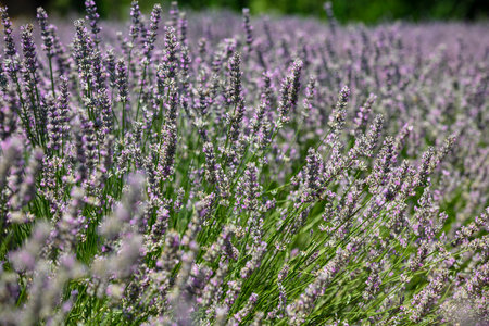 Lavender flowers blooming in Provence, France.の写真素材
