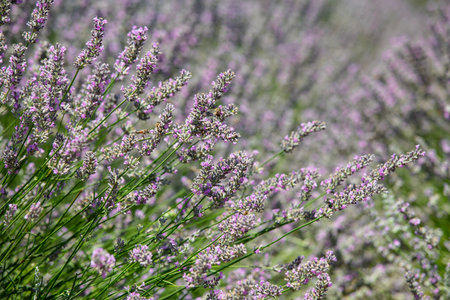 Lavender flowers in a field in Provence, Franceの写真素材