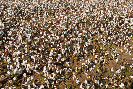 Cotton plant ready for harvesting in a cotton field in the Netherlandsの写真素材