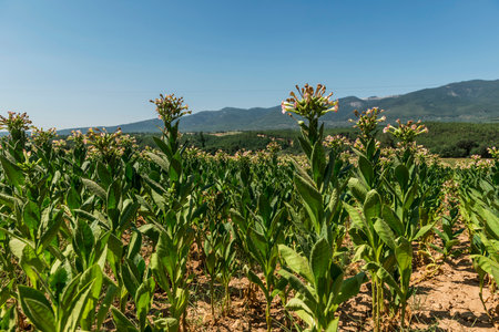 Tobacco plantation in the south of Portugal, on a sunny dayの写真素材