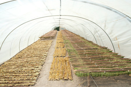 Cultivation of corn in a greenhouse, closeup of photoの写真素材