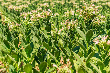 Field of blooming tobacco plants in the countryside in springtime.の写真素材