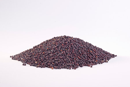 Black mustard seeds on white background. Selective focus and shallow depth of field.の写真素材