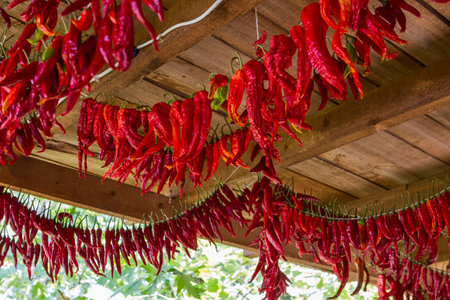Red hot chili peppers hanging on the roof of the house, Thailand.の写真素材