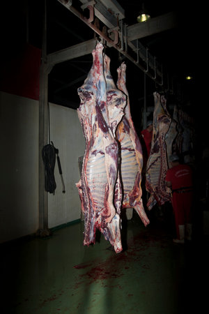 Horse carcasses hanging on a rack in a slaughterhouse.の写真素材