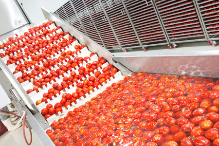 Cherry tomatoes on conveyor belt in a factory, food industryの写真素材