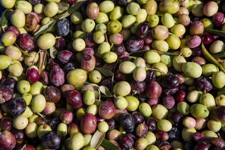 Olives on a market in Provence, France.の写真素材