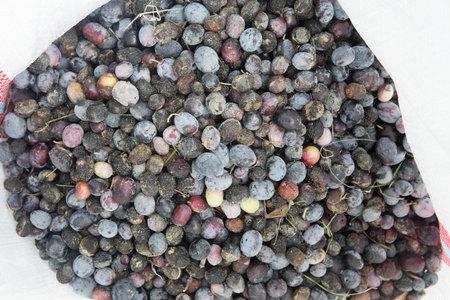Berries of black currant are collected in a paper bag.の写真素材