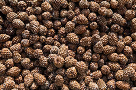 Pine cones background. Top view of pine cones for texture or background.の写真素材