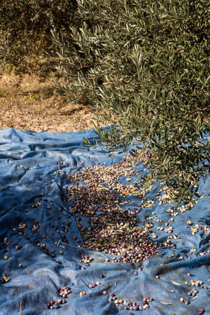 olive harvest in Sicily, detail of olives and olive treesの写真素材