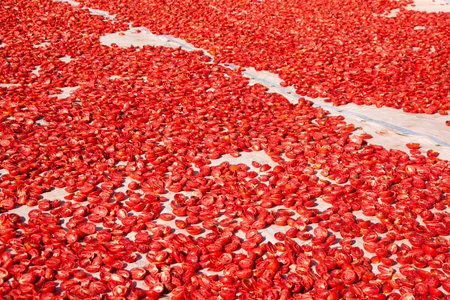 Red chili peppers drying on the sun in a vegetable garden in Indiaの写真素材