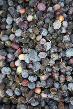 Fruits of black olives, black olives and blueberriesの写真素材