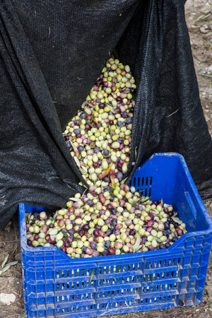 olive harvest in a basket on a farm in the south of Italyの写真素材