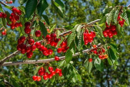 Red cherries on the branches of a cherry tree in the gardenの写真素材