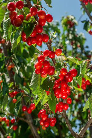 Ripe red cherries on the branches of a cherry tree.の写真素材