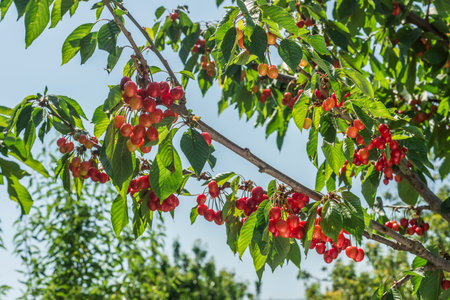 Ripe red cherries on the branches of a cherry tree.の写真素材
