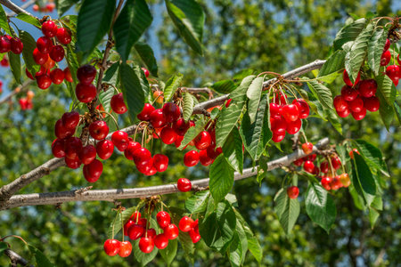 Red cherries on the branches of a cherry tree in the gardenの写真素材