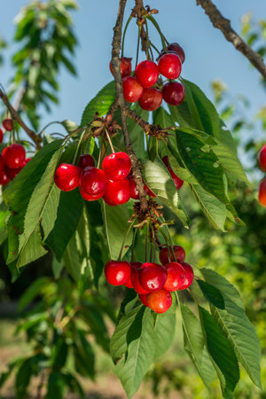 Red cherries on the tree in the orchard in summer.の写真素材