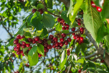 Cherries on a cherry tree in the orchard on a sunny dayの写真素材