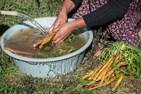 Woman's hands pour fresh water into a basin with fresh carrots.の写真素材