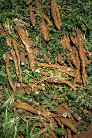 Carrots growing on the ground in the garden. Agriculture concept.の写真素材