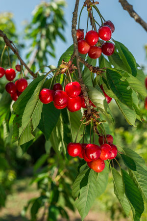 Ripe red cherries on the tree in the orchard.の写真素材