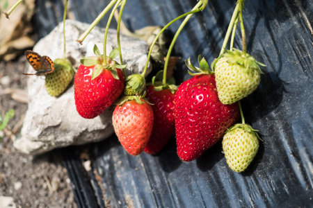 strawberries on a wooden background. Strawberries in the gardenの写真素材