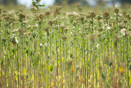 field of buckwheat in the summer, closeup of photoの写真素材