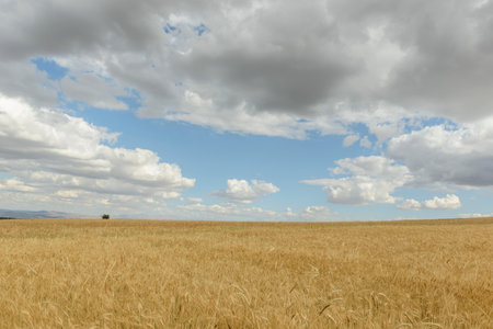 Wheat field with blue sky and white clouds in the background.の写真素材