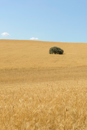 A lonely tree in the middle of a wheat field with a blue skyの写真素材