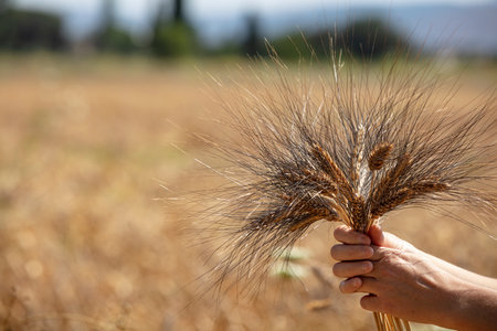 Wheat ears in hand on a background of a wheat field.の写真素材