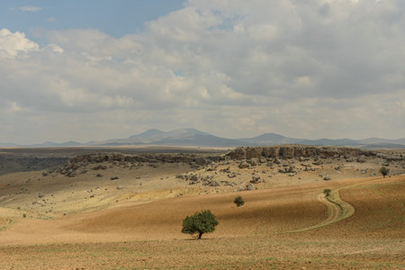 Lonely tree in the middle of a dry field in Moroccoの写真素材