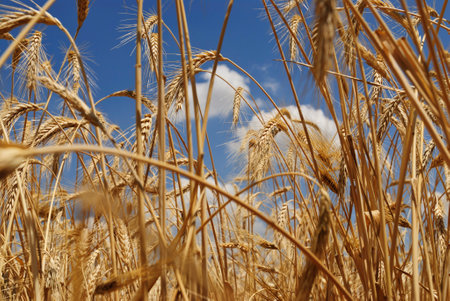 golden ears of wheat against the blue sky with clouds, agricultural backgroundの写真素材