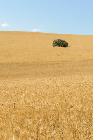 Lonely tree on a wheat field in the middle of summerの写真素材