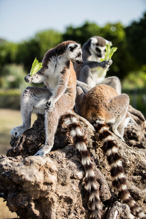 Ring-tailed lemur (Lemur catta) in the zooの写真素材