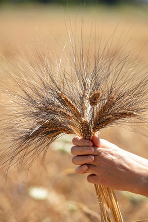 Ripe wheat ears in hand on the background of a wheat fieldの写真素材