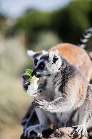 Ring-tailed lemur (Lemur catta) eating a salad