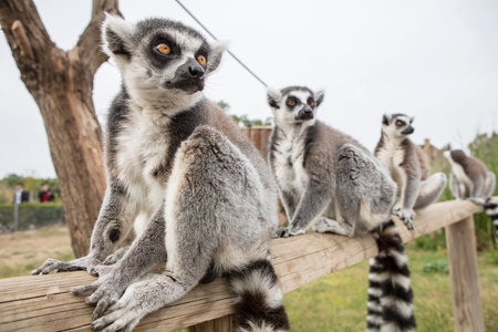 Ring-tailed lemur (Lemur catta) on a fence