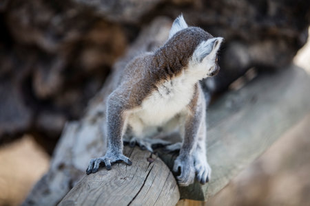 Ring-tailed lemur (Lemur catta) in a zooの写真素材