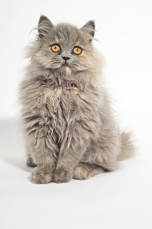 Persian cat looking away, over white.の写真素材