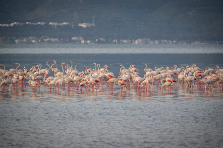 Flock of pink flamingos in the lake. Camargue, Franceの写真素材