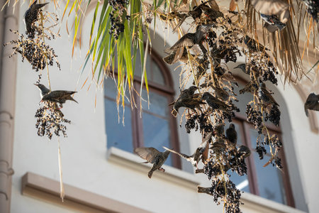A flock of starlings is sitting on the branches of a palm tree.の写真素材