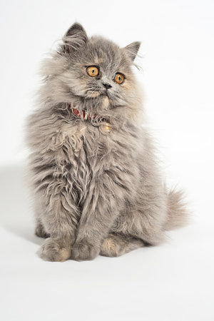 Persian cat looking away, over white.の写真素材