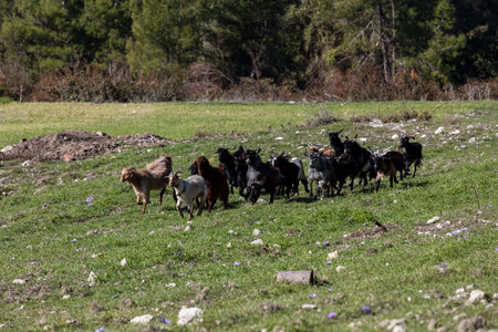 Herd of goats grazing on a meadow in the mountains.の写真素材