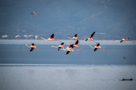 Flamingos flying in the blue lagoon of Lake Nakuru, Kenyaの写真素材