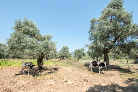 Olive grove with black and white cows on a sunny dayの写真素材