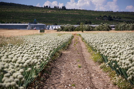 Agricultural field with green onion plants, closeup of photoの写真素材