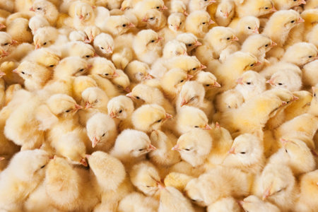 Chickens in a poultry farm, closeup of photo.の写真素材